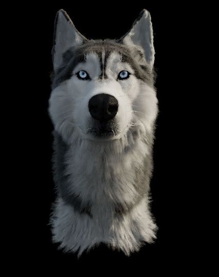 Siberian Husky (Canis Lupus Familiaris)