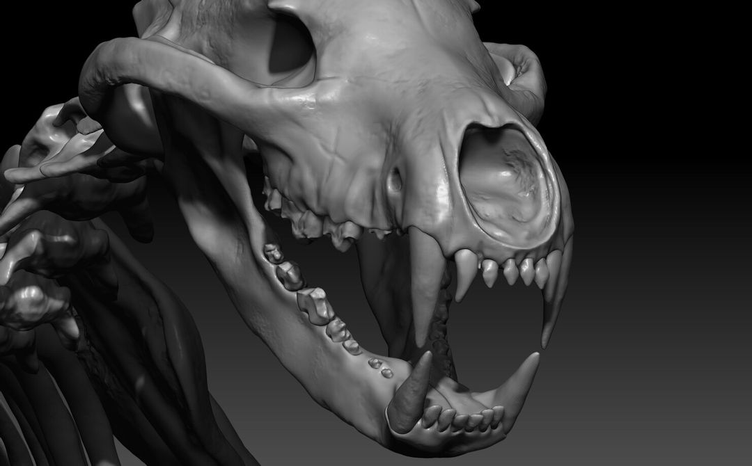 "Amphicyon Ingens" aka Bear-Dog - Realistic Skeleton - WIP Reconstruction Project