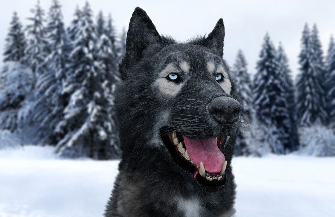 Dog Tongue Study - Photorealistic Dog Tongue