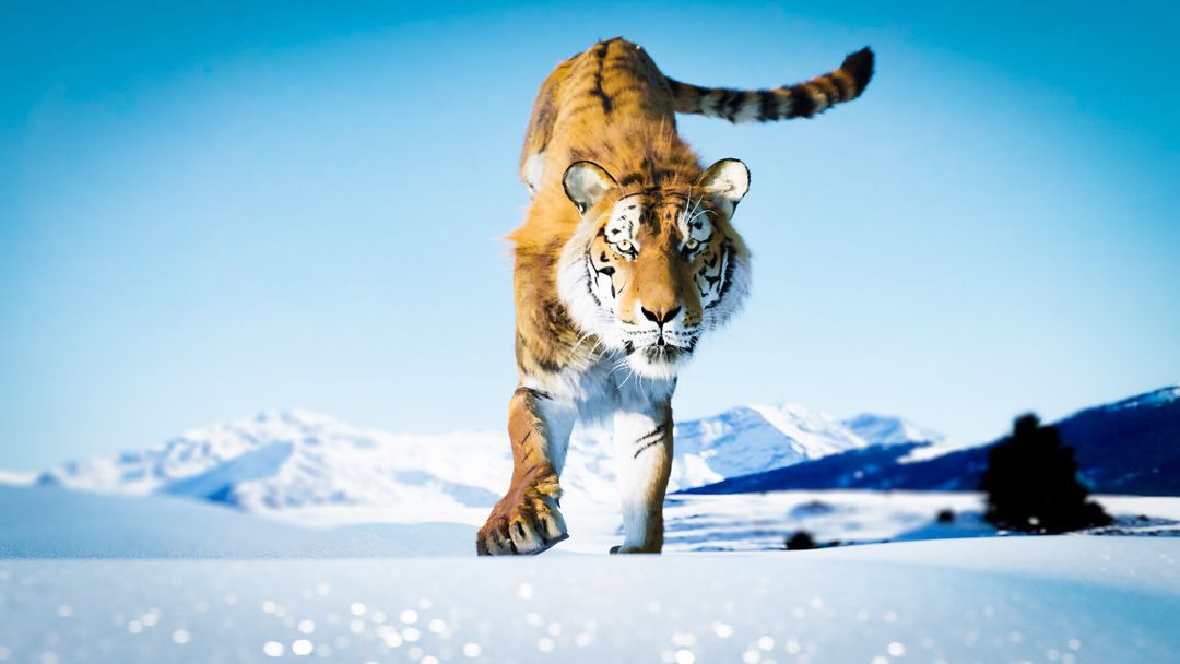 Siberian Tiger dances in Snow