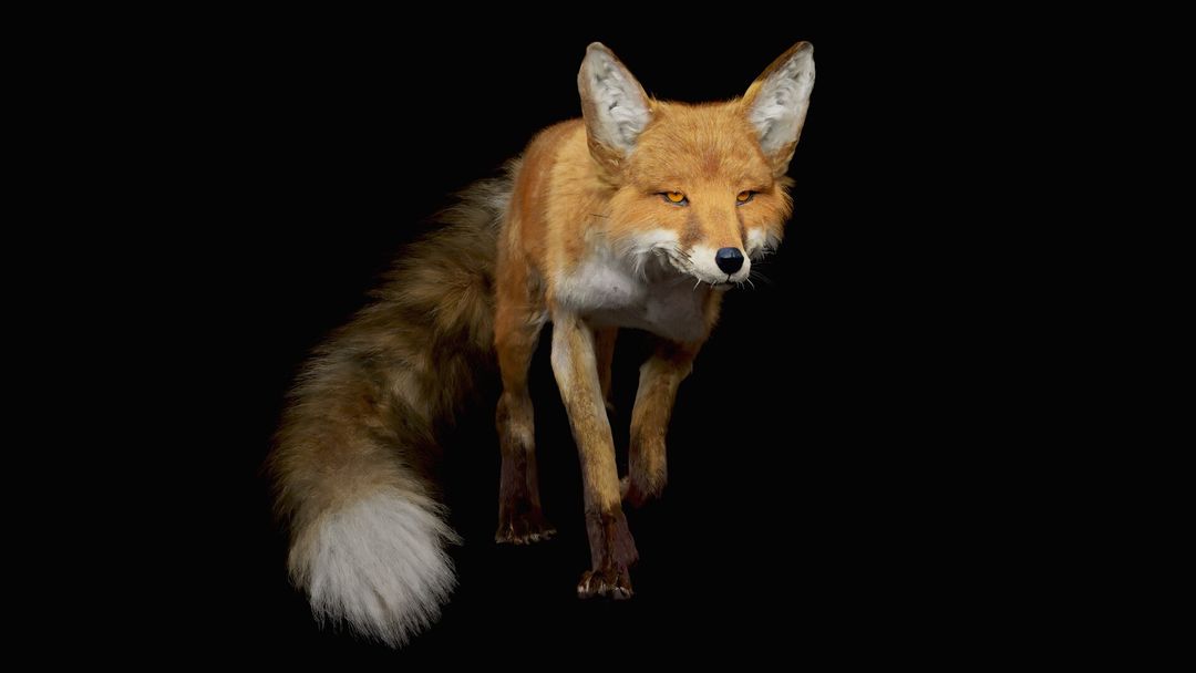 Realistic Red Fox (Vulpes Vulpes)