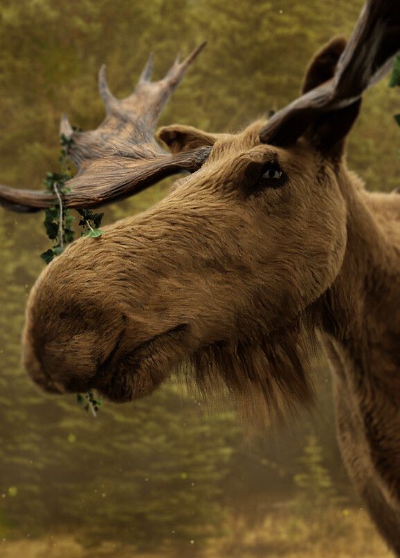 Photorealistic 3D Moose portait - Passing time in Plains
