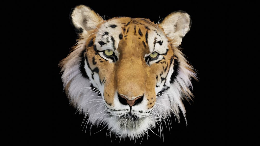 Realistic Tiger - Panthera Tigris - face representation