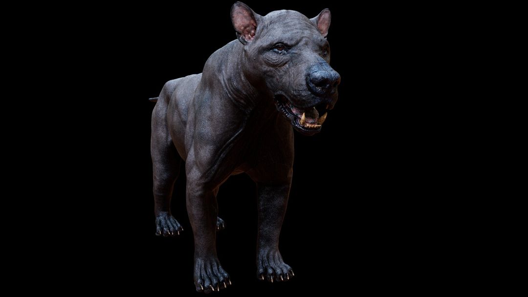 Amphicyon Ingens - Skin Reconstruction
