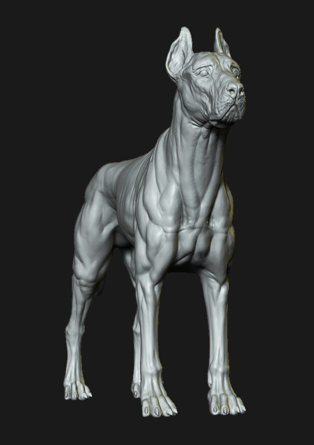 Great Dane