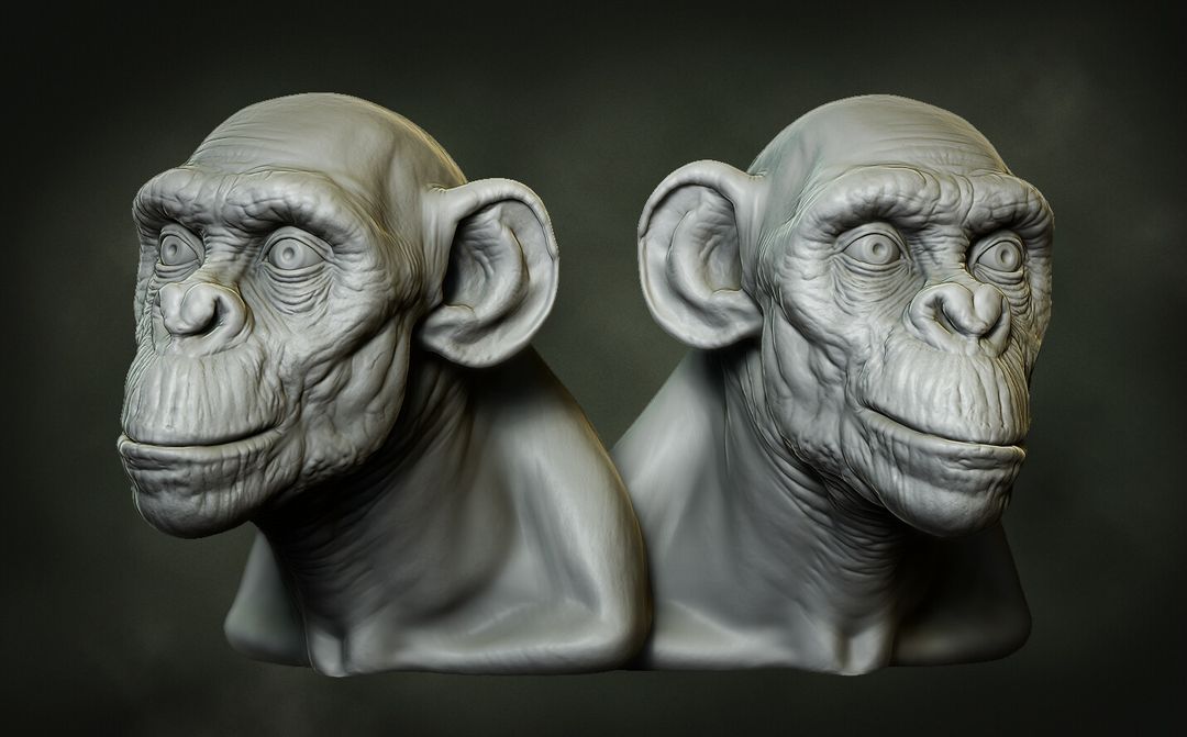 Cute Chimpanzee