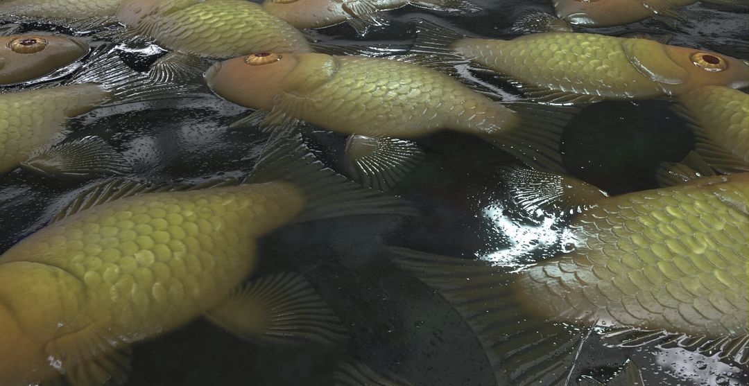 Plenty of fish