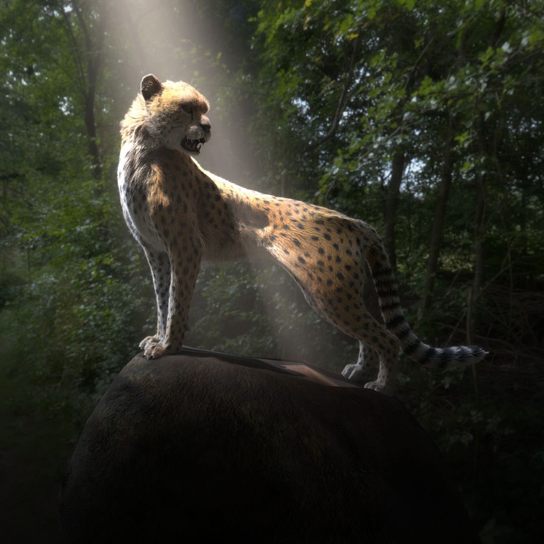 Cheetah