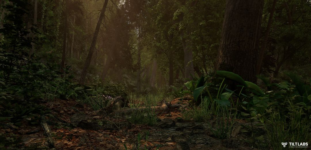 A walk in the woods