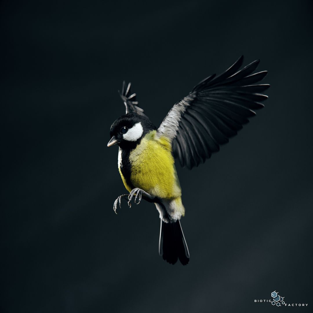 Great Tit