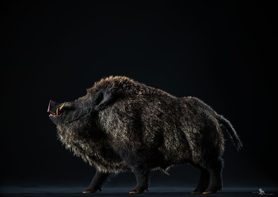 Wild Boar