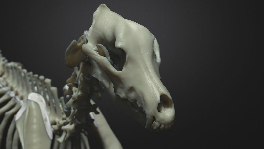 Canine Skeleton