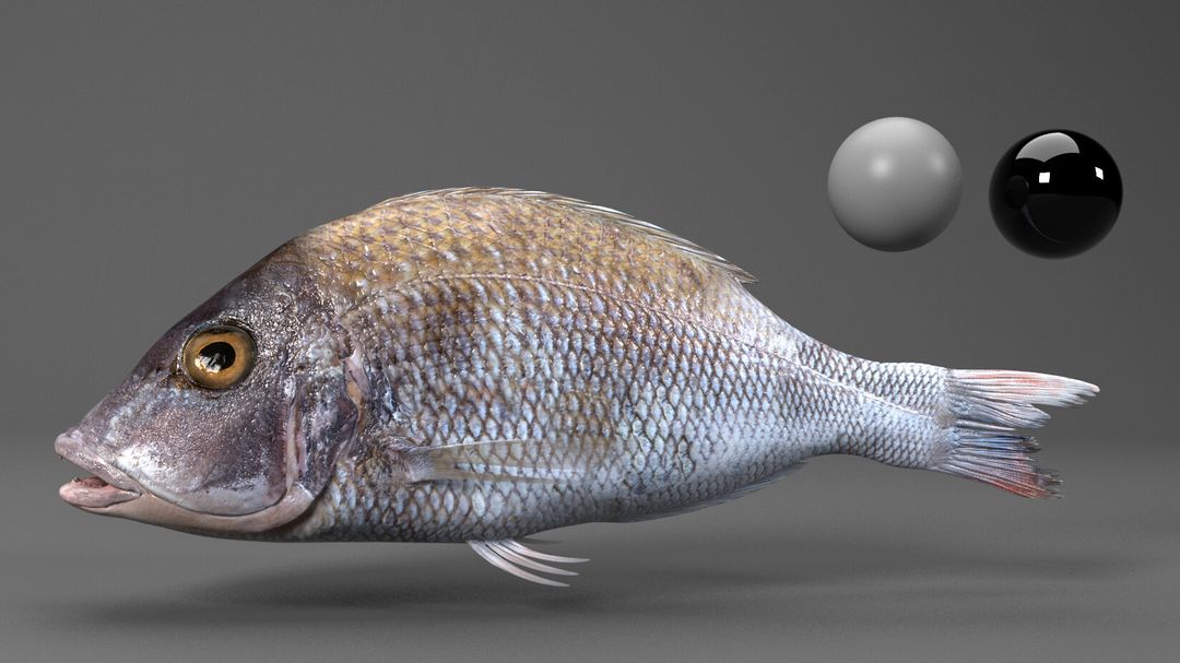 Realistic Fish
