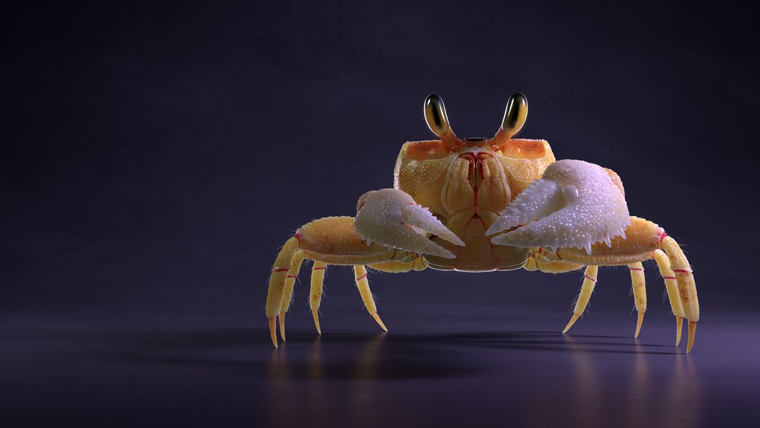 Ghost Crab