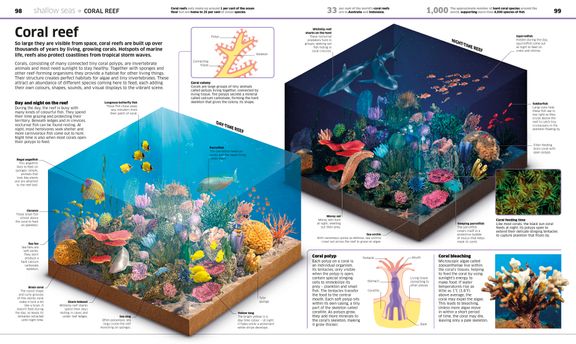 Coral Reef Night/Day