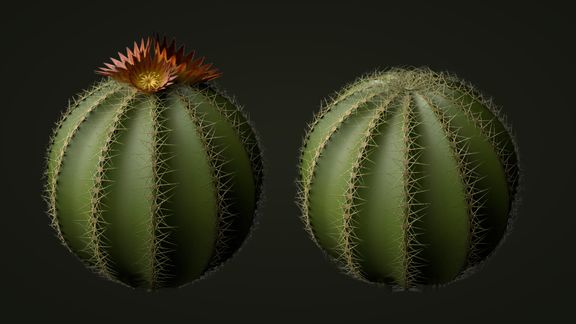 Golden Barrel Cactus (Echinocactus grusonii)