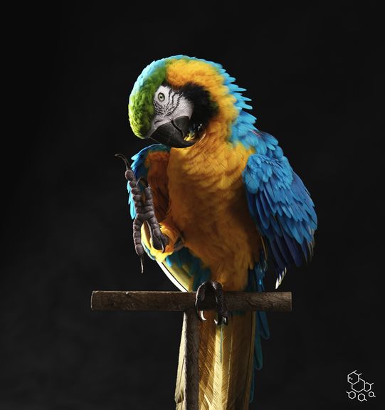 Blue-and-Gold Macaw | 3D Creature Modelling